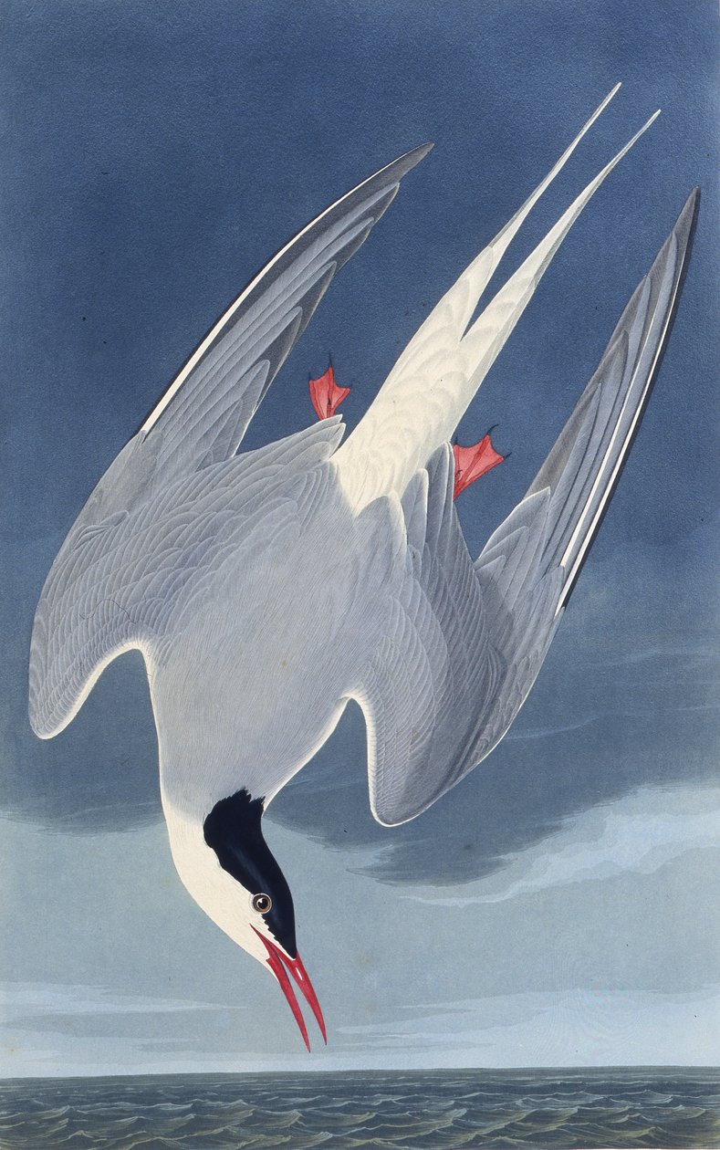 北极燕鸥。摘自《美国鸟类》，1827-1838年。 作者 约翰·詹姆斯·奥杜邦