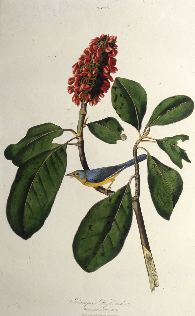 加拿大莺。摘自《美国鸟类》，1827-1838年。 作者 约翰·詹姆斯·奥杜邦