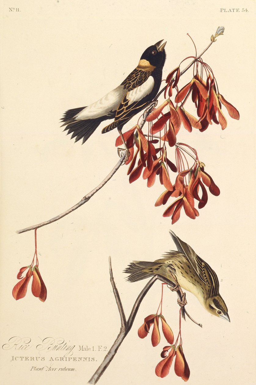 饭鸟。摘自《美国鸟类》，1827-1838年。 作者 约翰·詹姆斯·奥杜邦