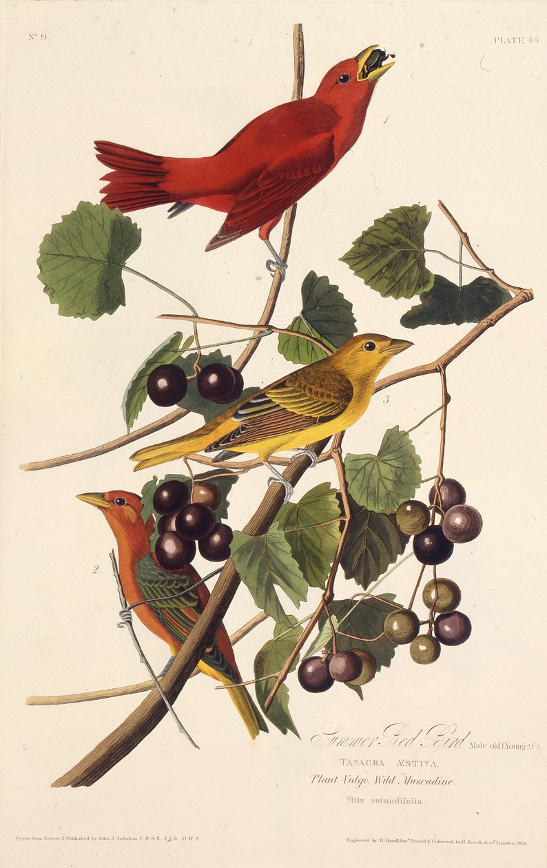 夏天的红鸟。摘自《美国鸟类》，1827-1838年。 作者 约翰·詹姆斯·奥杜邦