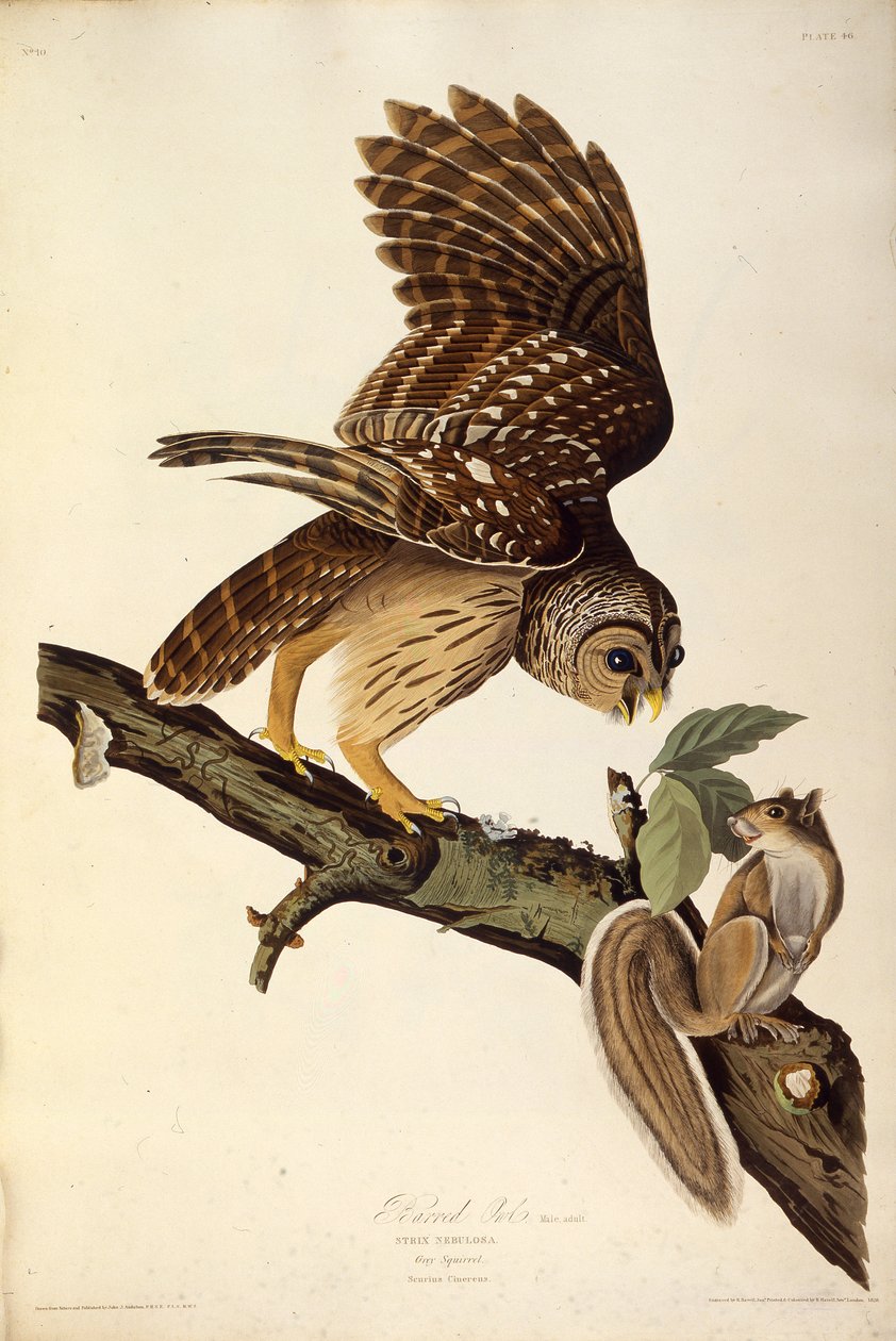 条纹猫头鹰。摘自《美国鸟类》，1827-1838年。 作者 约翰·詹姆斯·奥杜邦
