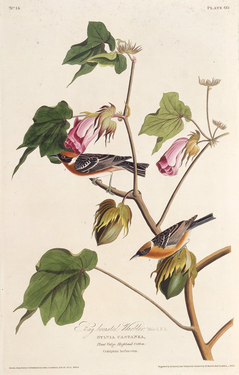 海湾排扣莺。摘自《美国鸟类》，1827-1838年。 作者 约翰·詹姆斯·奥杜邦