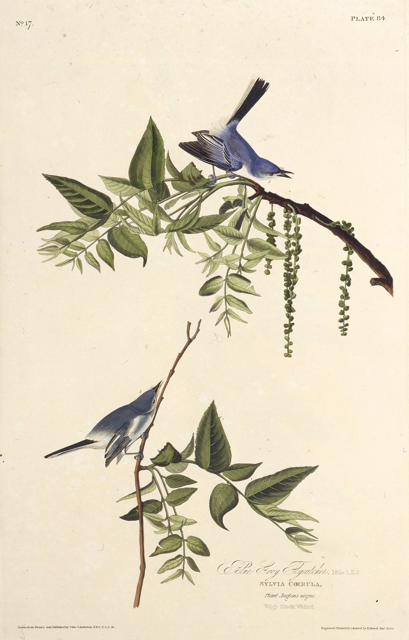 蓝灰色的t。摘自《美国鸟类》，1827-1838年。 作者 约翰·詹姆斯·奥杜邦