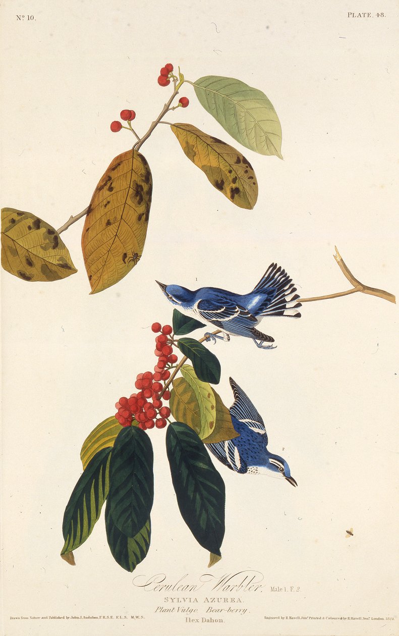 蔚蓝的莺。摘自《美国鸟类》，1827-1838年。 作者 约翰·詹姆斯·奥杜邦