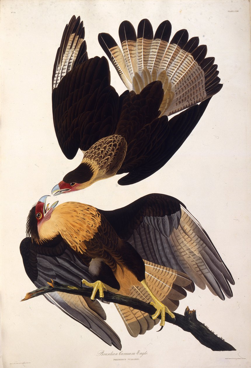 北部凤头卡拉卡拉。摘自《美国鸟类》，1827-1838年。 作者 约翰·詹姆斯·奥杜邦
