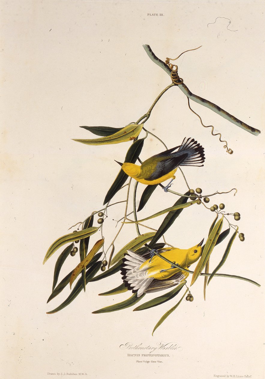 原知觉的鸣鸟。摘自《美国鸟类》，1827-1838年。 作者 约翰·詹姆斯·奥杜邦
