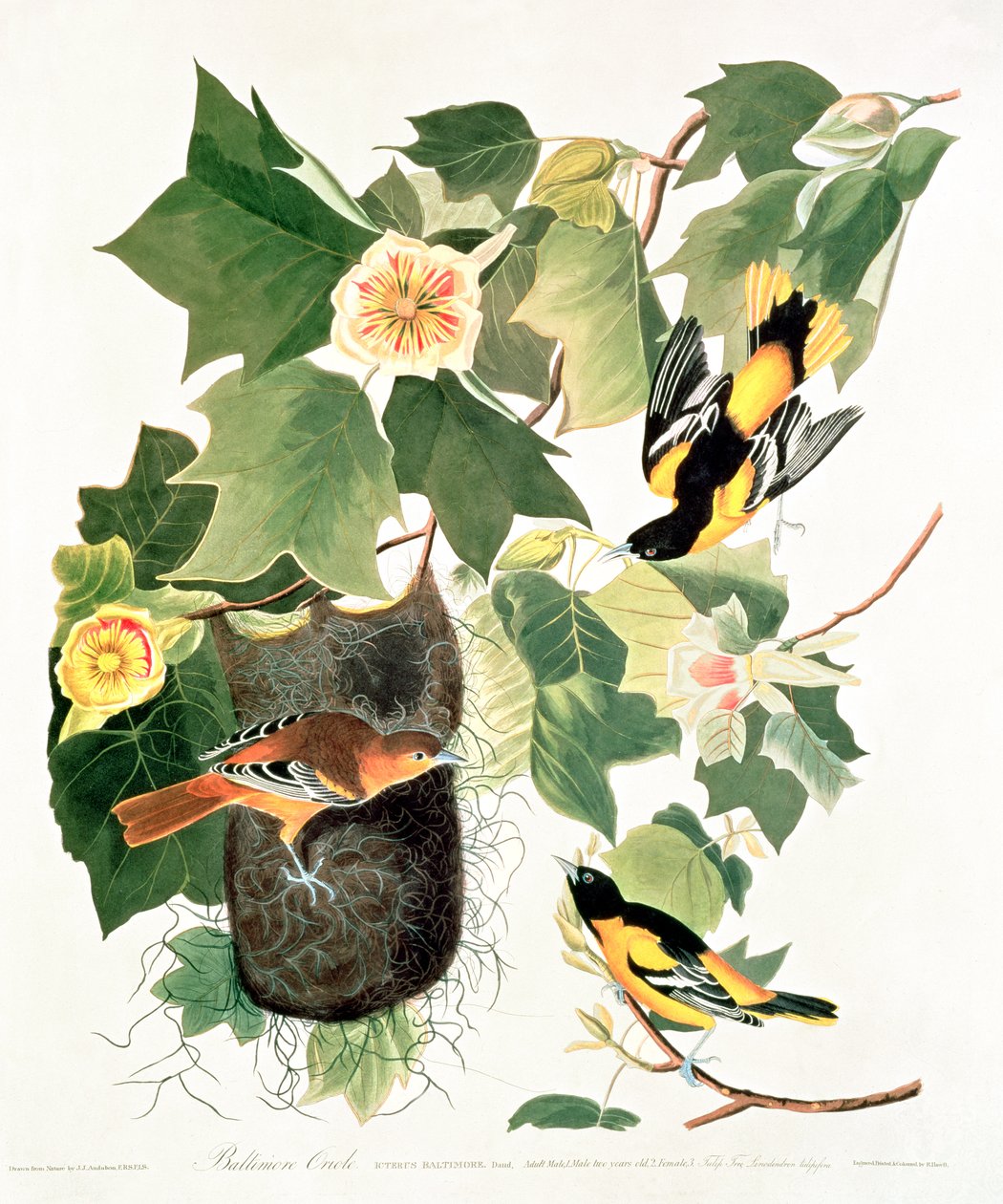 郁金香树Liriodendron tulipifera，选自 "美国鸟类 作者 约翰·詹姆斯·奥杜邦