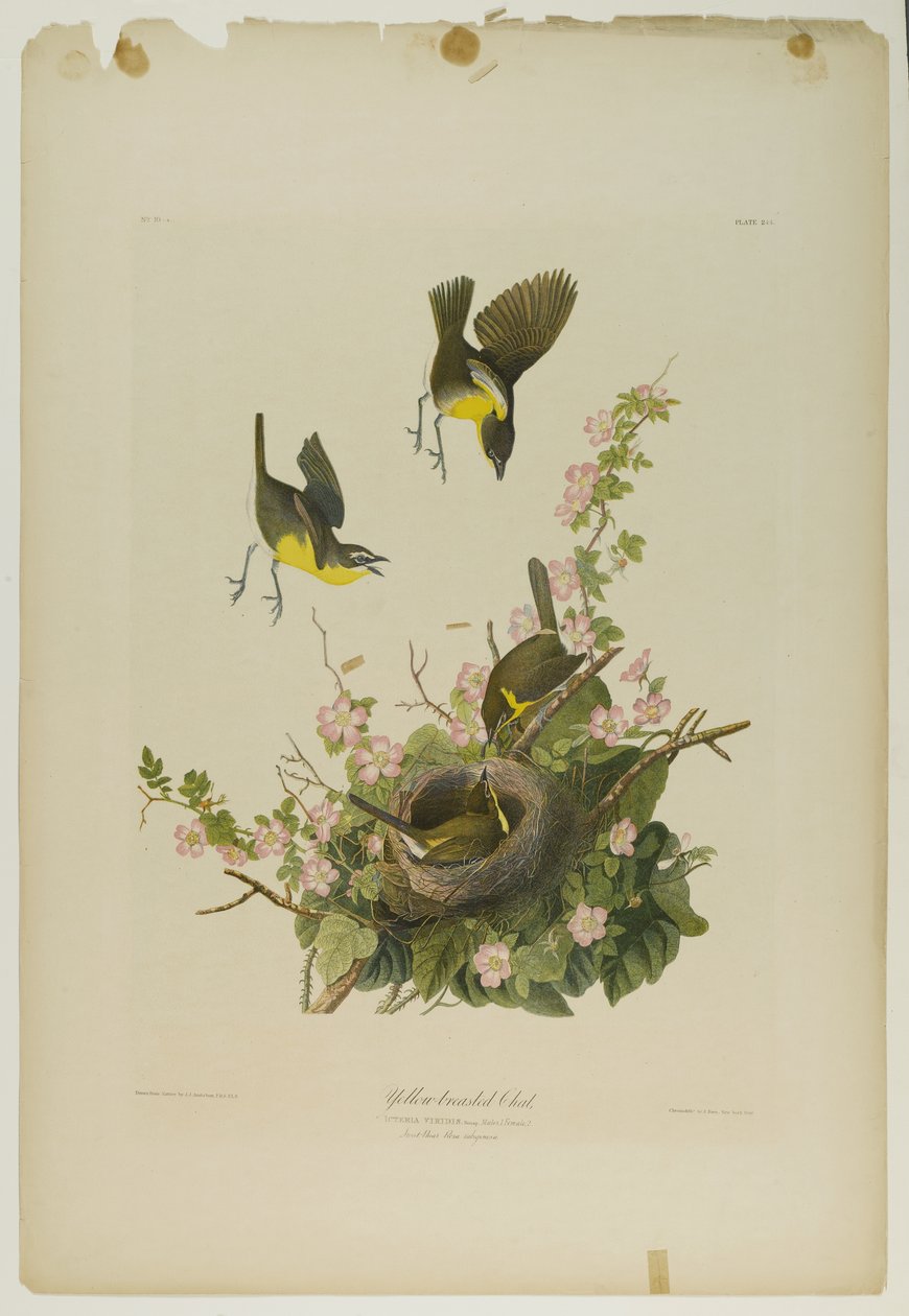黄胸聊天，由Julien Bien印刷，由Roe Lockwood＆Son出版，1861年（彩色石版画） 作者 约翰·詹姆斯·奥杜邦