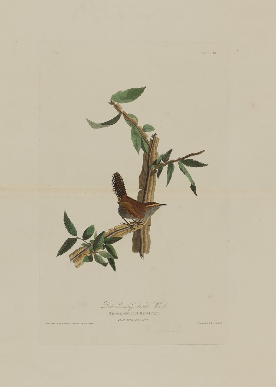 来自美国鸟类的Bewicks Long Tailed Wren，由Robert Havell（1793-1878）镌刻 作者 奥杜邦之后的约翰·詹姆斯