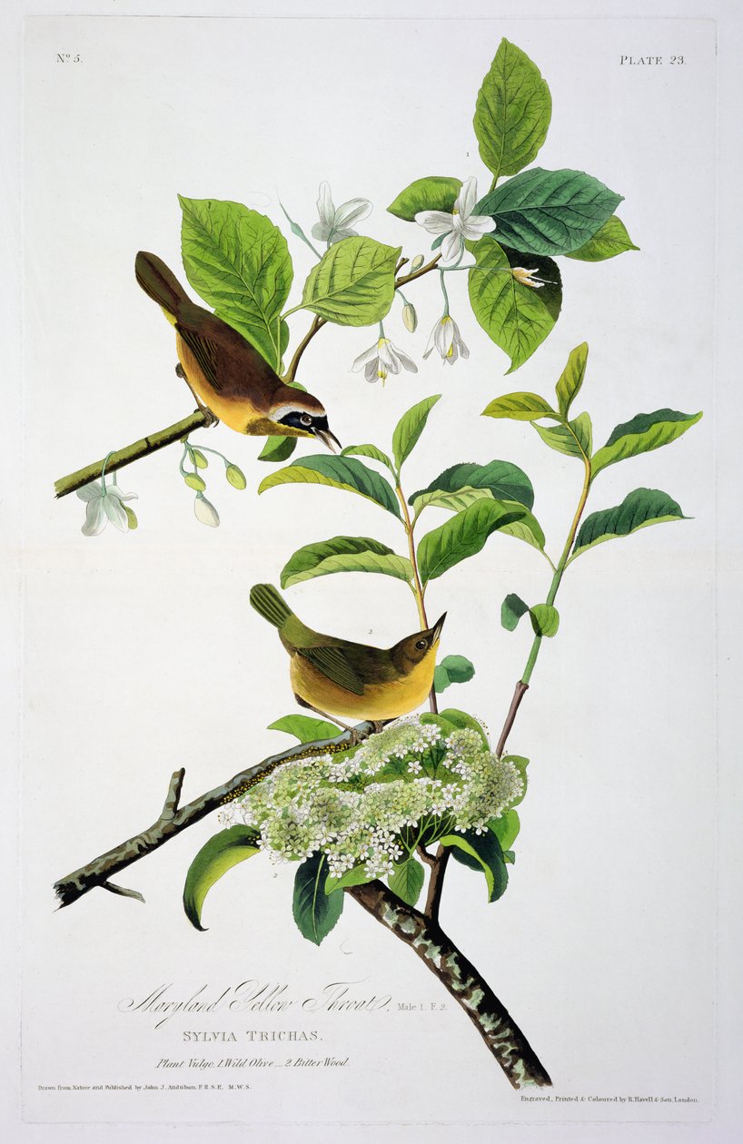 马里兰黄喉，来自美国鸟类，由Robert Havell（1793-1878）刻 作者 奥杜邦之后的约翰·詹姆斯