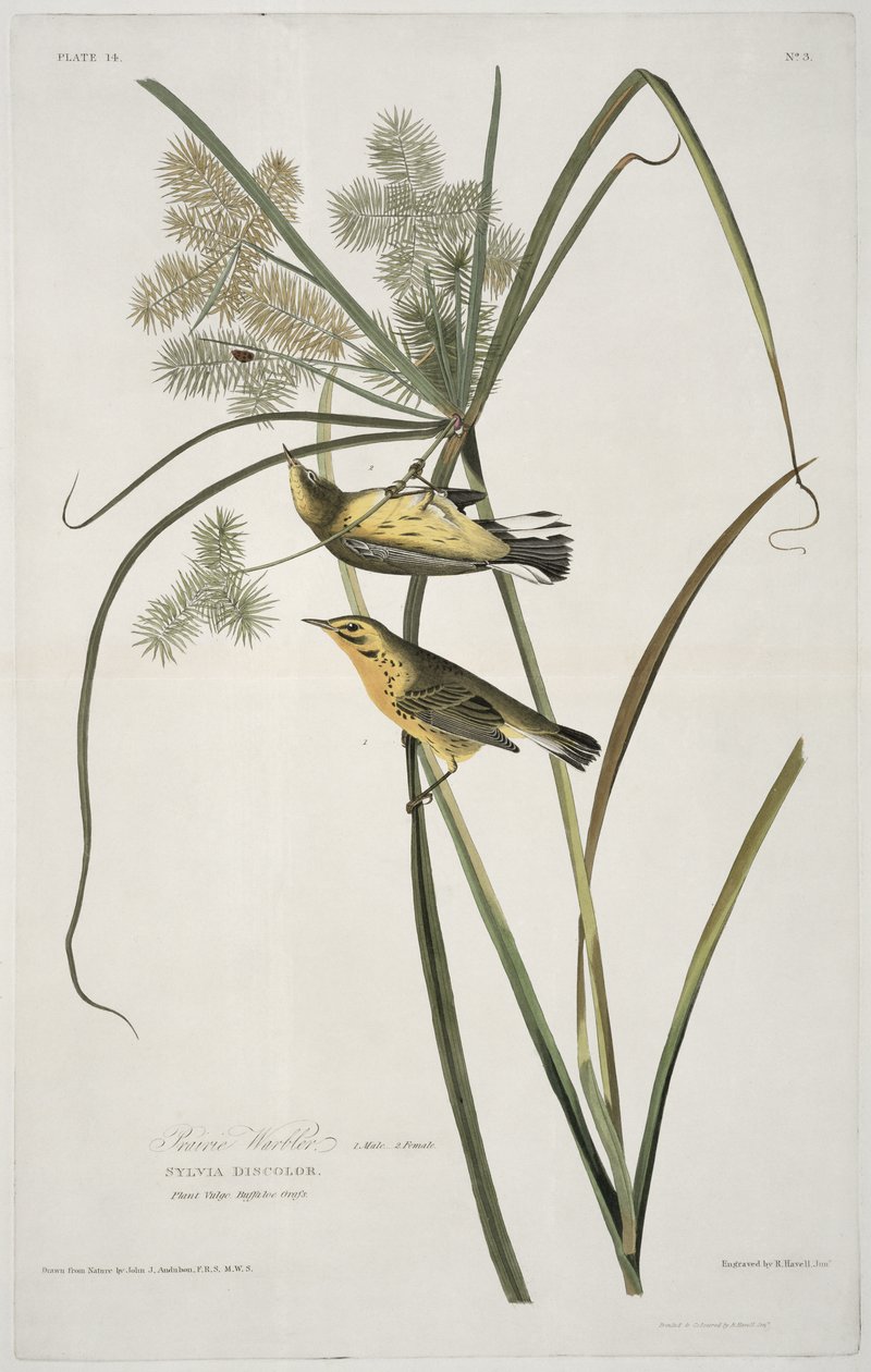 来自美国鸟类的Prairie Warbler，由Robert Havell（1793-1878）镌刻 作者 奥杜邦之后的约翰·詹姆斯