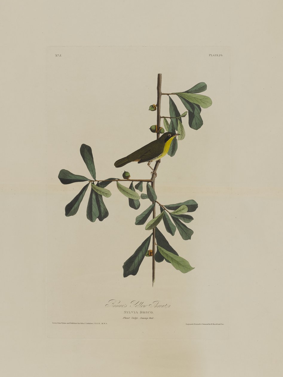 Roscoes Yellow Throat，来自美国鸟类，由Robert Havell（1793-1878）雕刻 作者 奥杜邦之后的约翰·詹姆斯