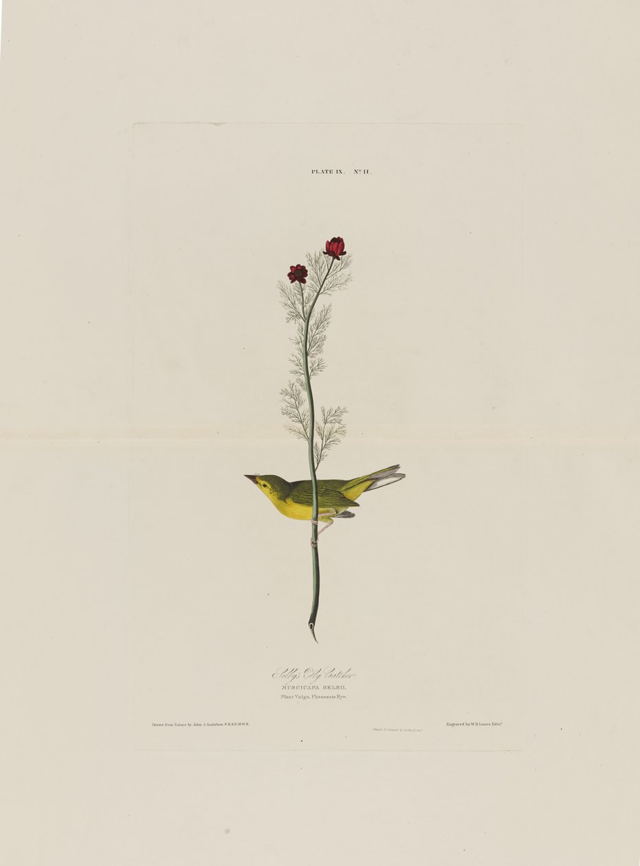 来自美国鸟类的Selbys Fly Catcher，由Robert Havell（1793-1878）镌刻 作者 奥杜邦之后的约翰·詹姆斯