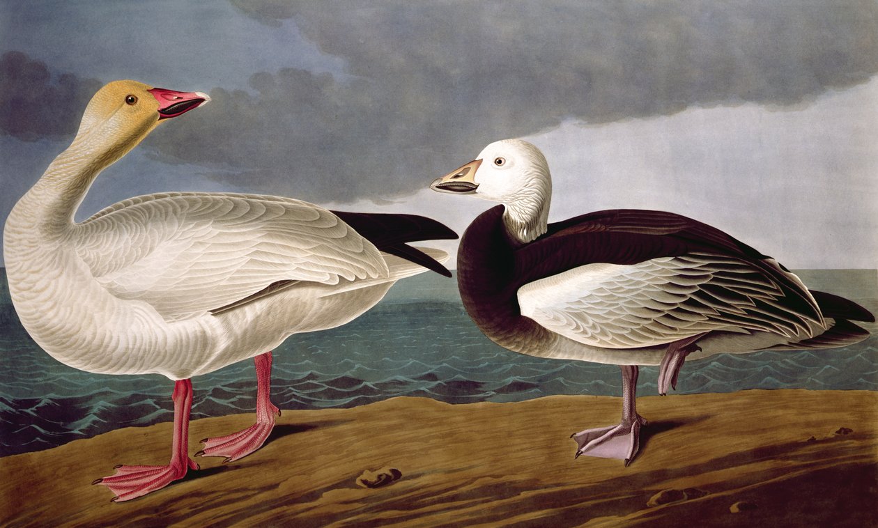 Snow Goose，来自美国鸟类，由Robert Havell（1793-1878）1837年刻 作者 奥杜邦之后的约翰·詹姆斯