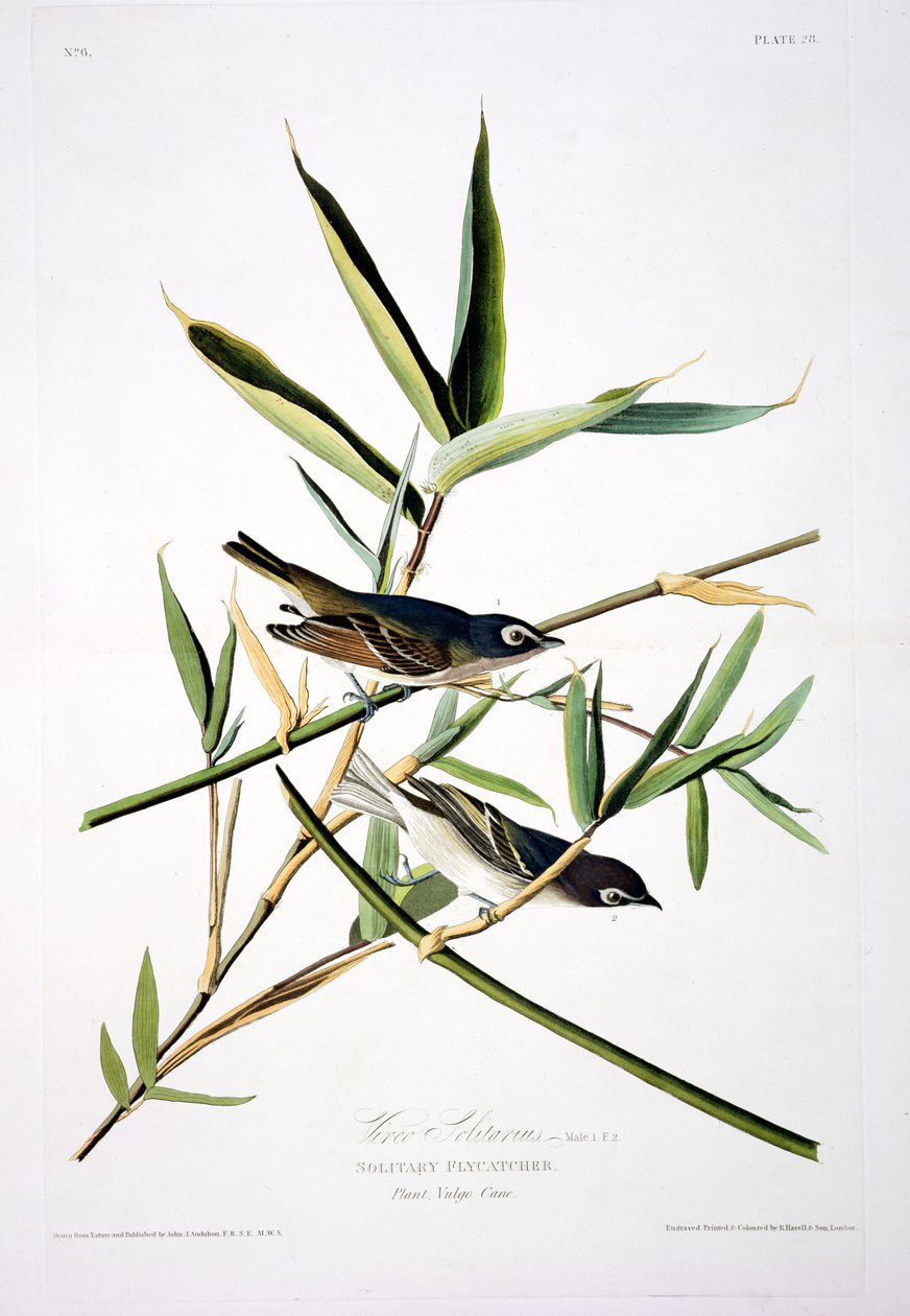 独立捕蝇器，来自美国鸟类，由Robert Havell（1793-1878）雕刻 作者 奥杜邦之后的约翰·詹姆斯