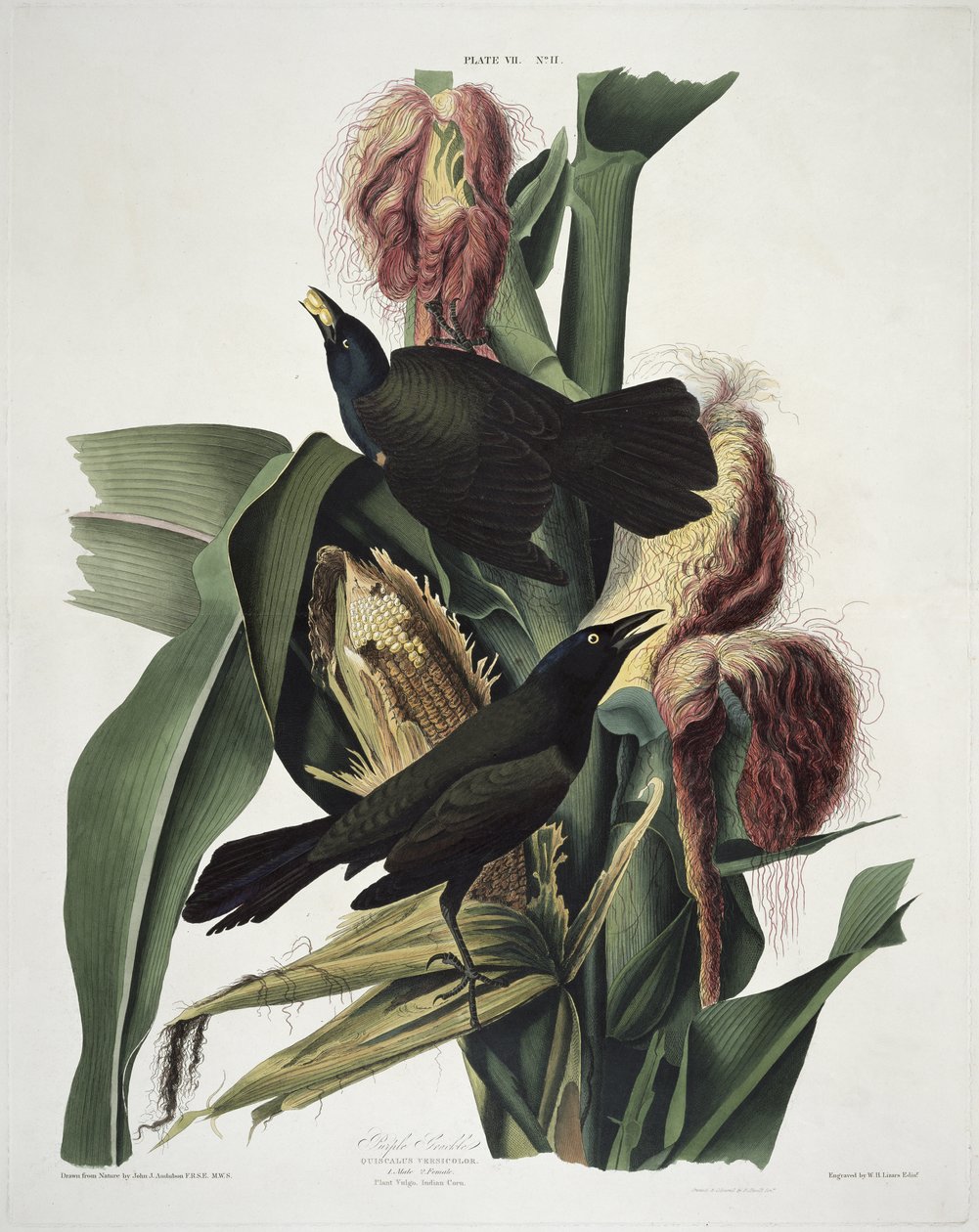 来自美国鸟类的紫色Gra哥，由Robert Havell（1793-1878）镌刻 作者 奥杜邦之后的约翰·詹姆斯