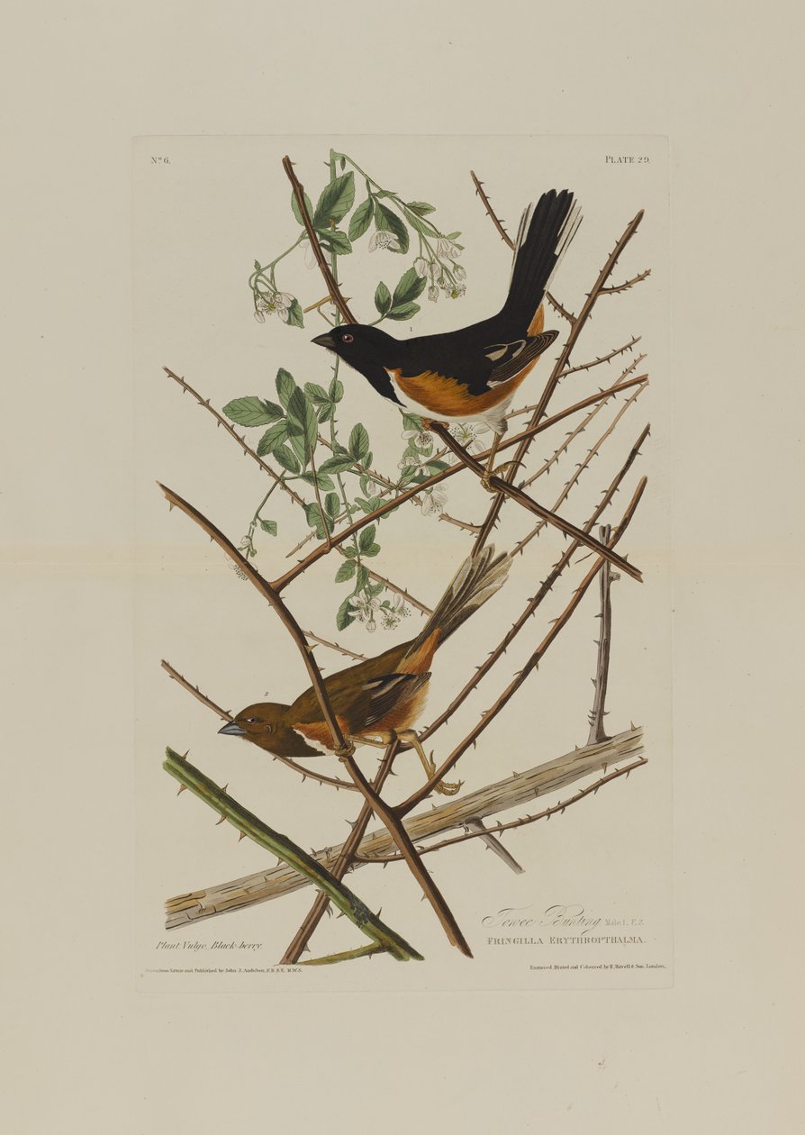 来自美国鸟类的Towhe Bunting，由Robert Havell（1793-1878）镌刻 作者 奥杜邦之后的约翰·詹姆斯