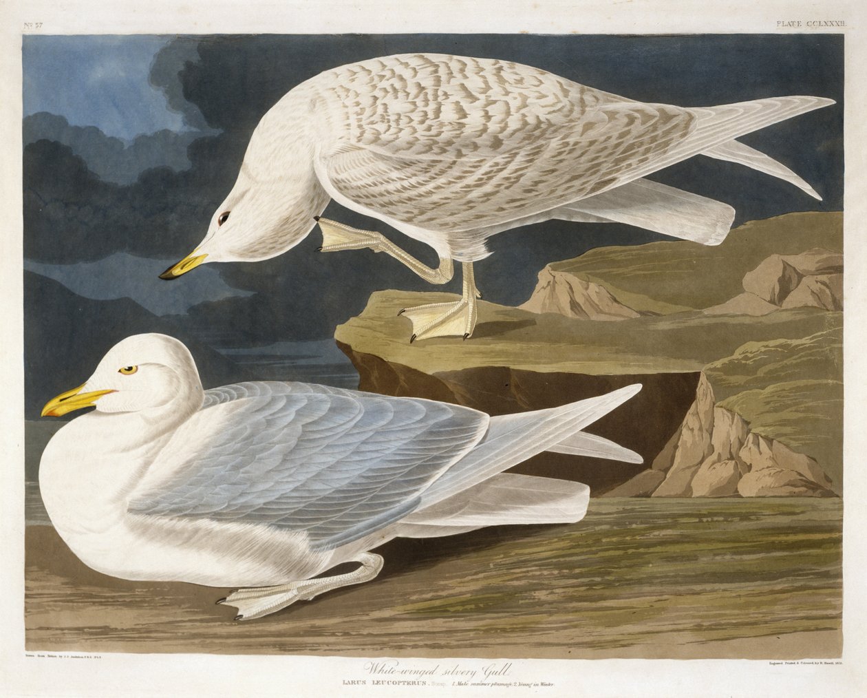 白翅银色鸥，由Robert Havell，Jr。（1793-1878）雕刻，1835年（手工雕刻） 作者 奥杜邦之后的约翰·詹姆斯