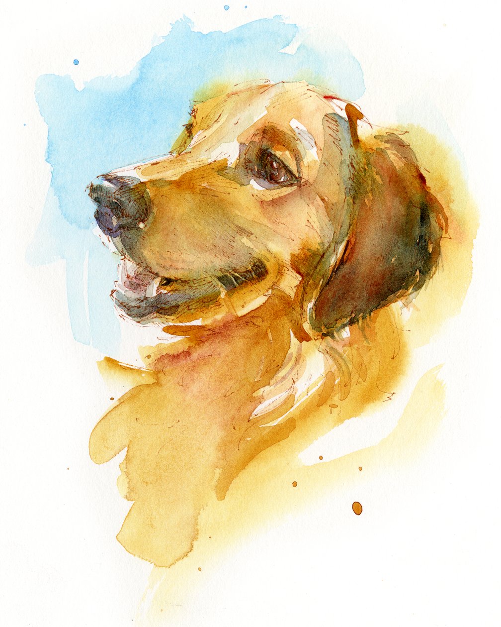 金毛猎犬，2017，（水彩画） 作者 约翰·基林