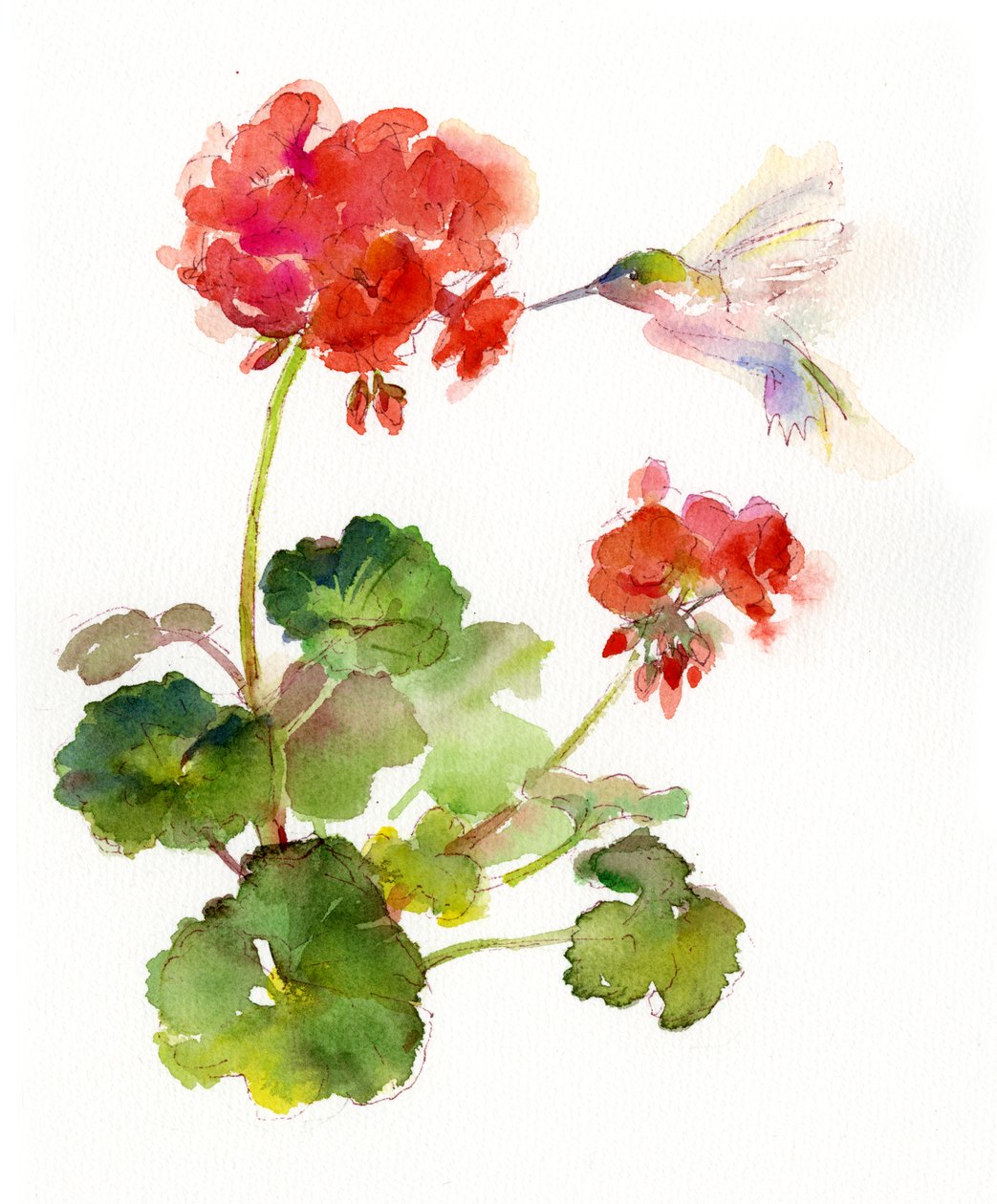 蜂鸟与天竺葵，2015年，（水彩） 作者 约翰·基林