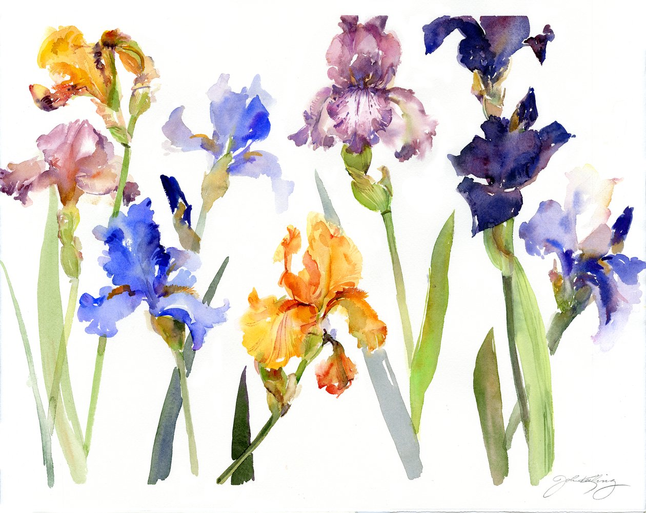 Iris，2014，（水彩画） 作者 约翰·基林