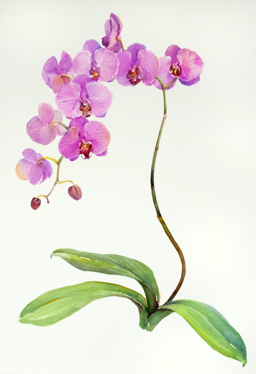 兰花植物，2013，（水彩） 作者 约翰·基林