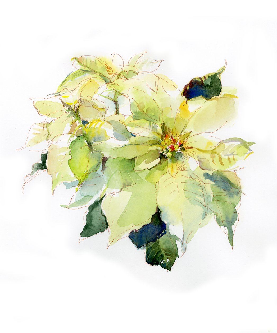 白色一品红，2014年，（水彩画） 作者 约翰·基林
