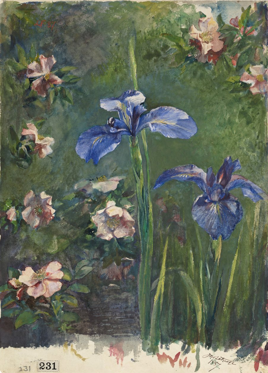 野生玫瑰和鸢尾花，1887年。 作者 约翰·拉法格
