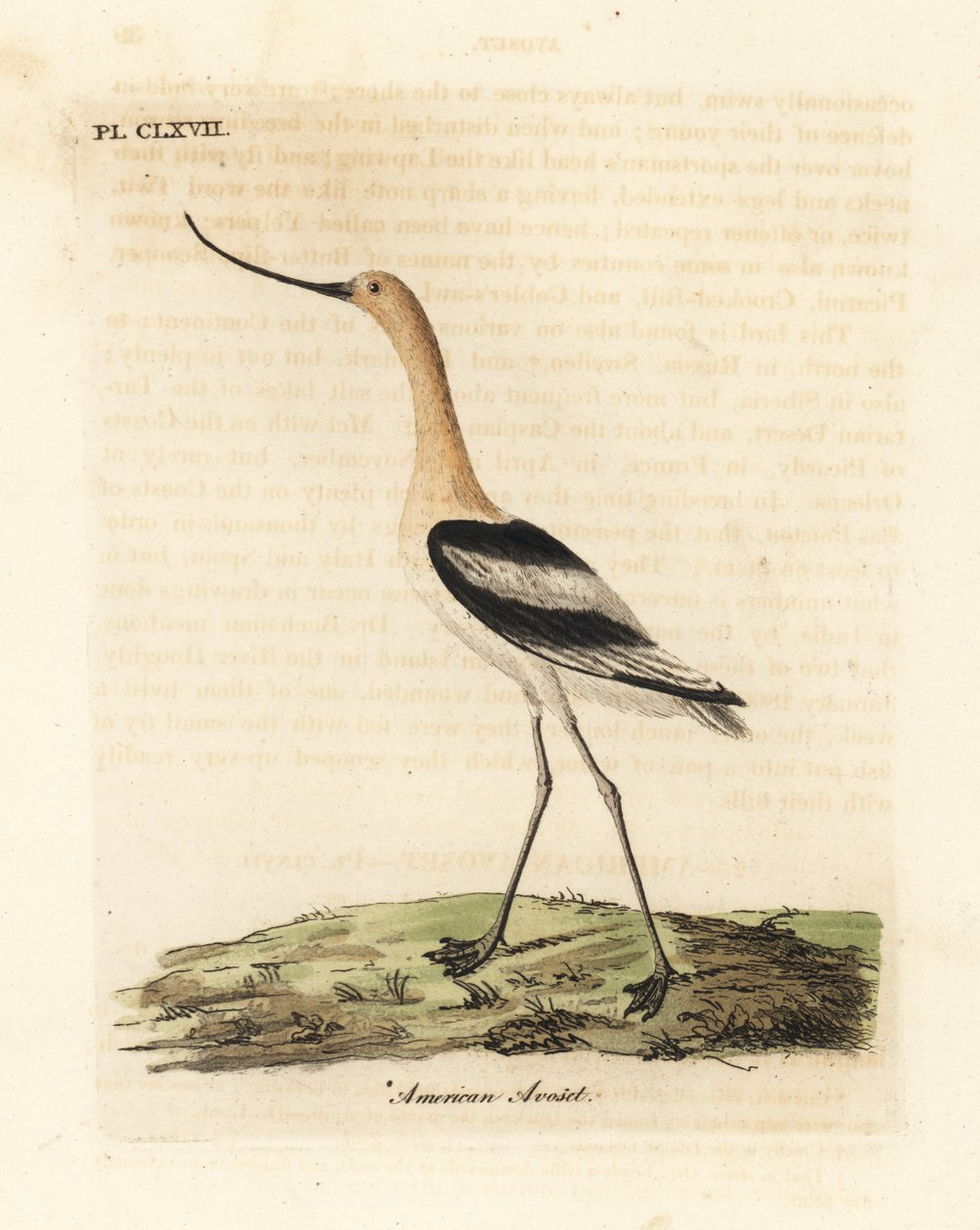 American avocet, Recurvirostra americana.约翰-莱瑟姆根据他自己的《鸟类通史》绘制和雕刻的手绘铜版，温彻斯特 作者 约翰·莱瑟姆