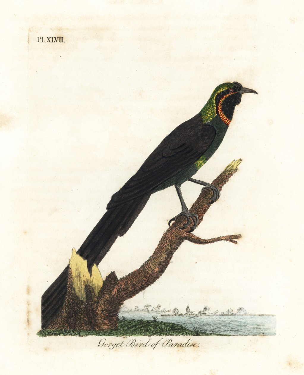 Arfak astrapia, Astrapia nigra (Gorget paradise bird, Paradisea gularis)。约翰-莱瑟姆根据他自己的《鸟类通史》绘制和雕刻的手绘铜版，温彻斯特 作者 约翰·莱瑟姆