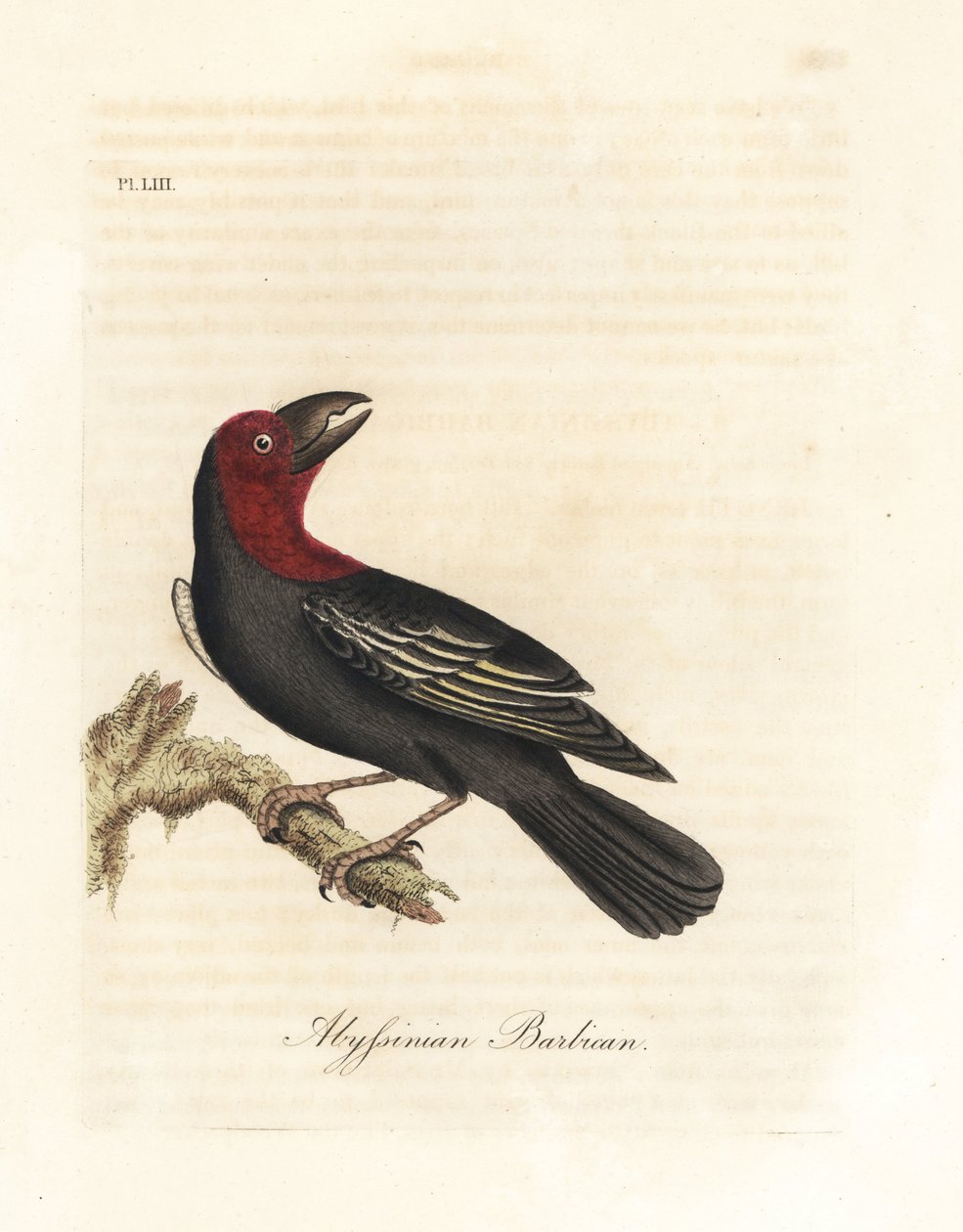黑嘴巴贝，Lybius guifsobalito (Abyssinian barbican, Bucco saltii)。约翰-莱瑟姆根据他自己的《鸟类通史》绘制和雕刻的手绘铜版，温彻斯特 作者 约翰·莱瑟姆