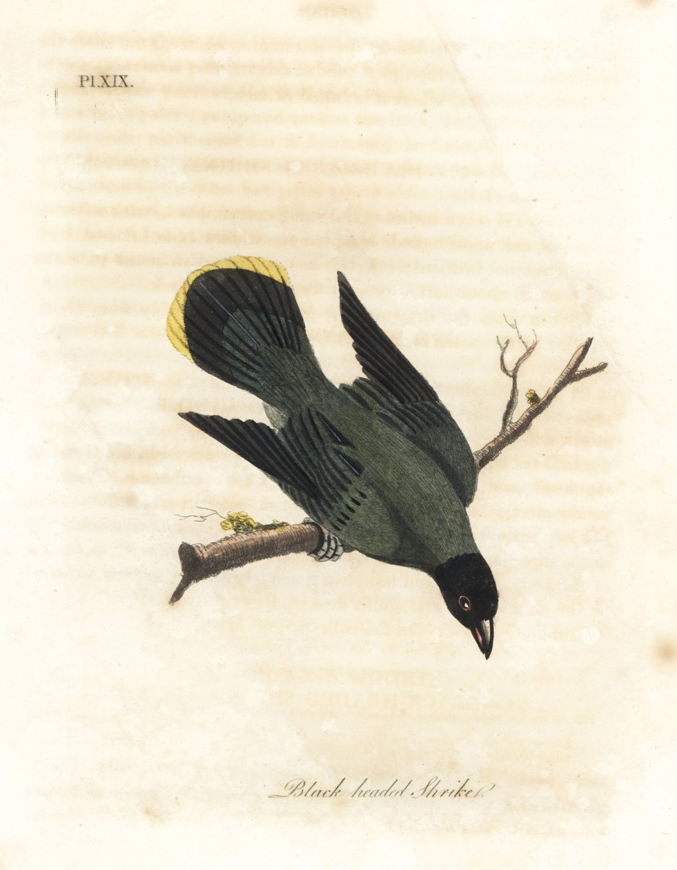 黑头鹎，Pycnonotus atriceps (Black-headed shrike, Lanius melanocephalus)。据Latham说原产于夏威夷，据Shaw说原产于澳大利亚。约翰-莱瑟姆根据他自己的《鸟类通史》绘制和雕刻的手绘铜版，Wi 作者 约翰·莱瑟姆
