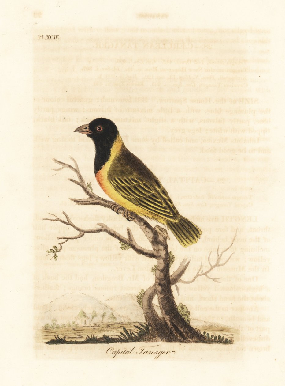 黑头黄冠织女，Ploceus melanocephalus capitalis (Capital tanager, Tanagra capitalis)。约翰-莱瑟姆根据他自己的《鸟类通史》绘制和雕刻的手绘铜版，温彻斯特 作者 约翰·莱瑟姆