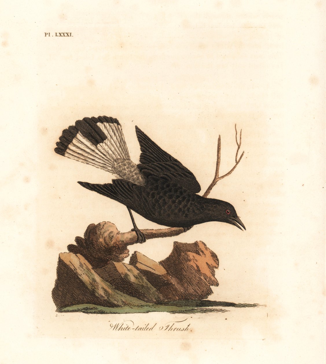 黑雀，Oenanthe leucura（白尾鸫，Turdus leucurus）。约翰-莱瑟姆根据他自己的《鸟类通史》绘制和雕刻的手绘铜版，温彻斯特 作者 约翰·莱瑟姆