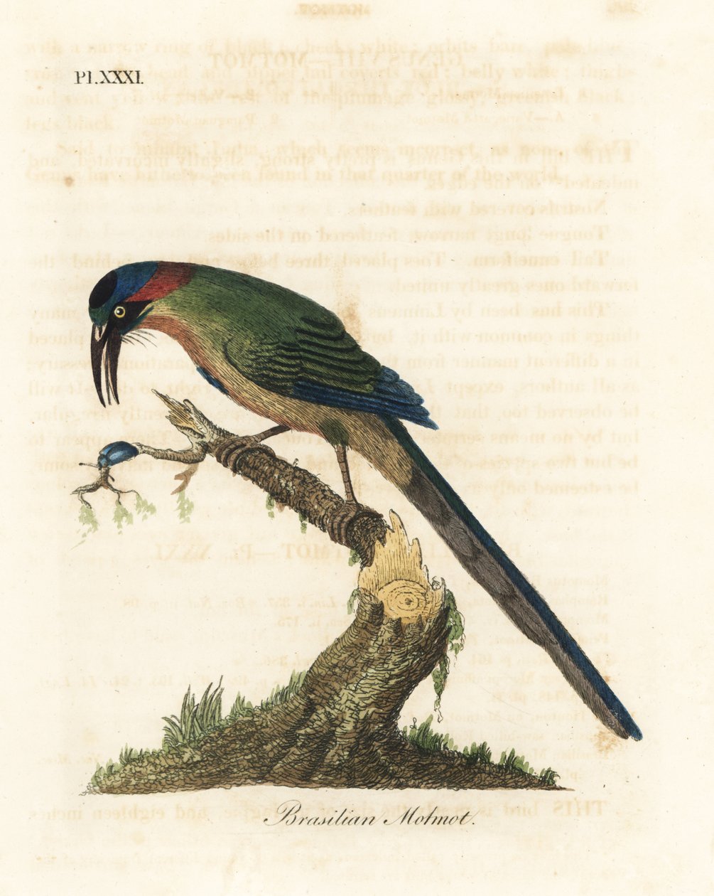 蓝冠斑鸠，Momotus momota（巴西斑鸠，Momotus brasiliensis）。约翰-莱瑟姆根据他自己的《鸟类通史》绘制和雕刻的手绘铜版，温彻斯特 作者 约翰·莱瑟姆