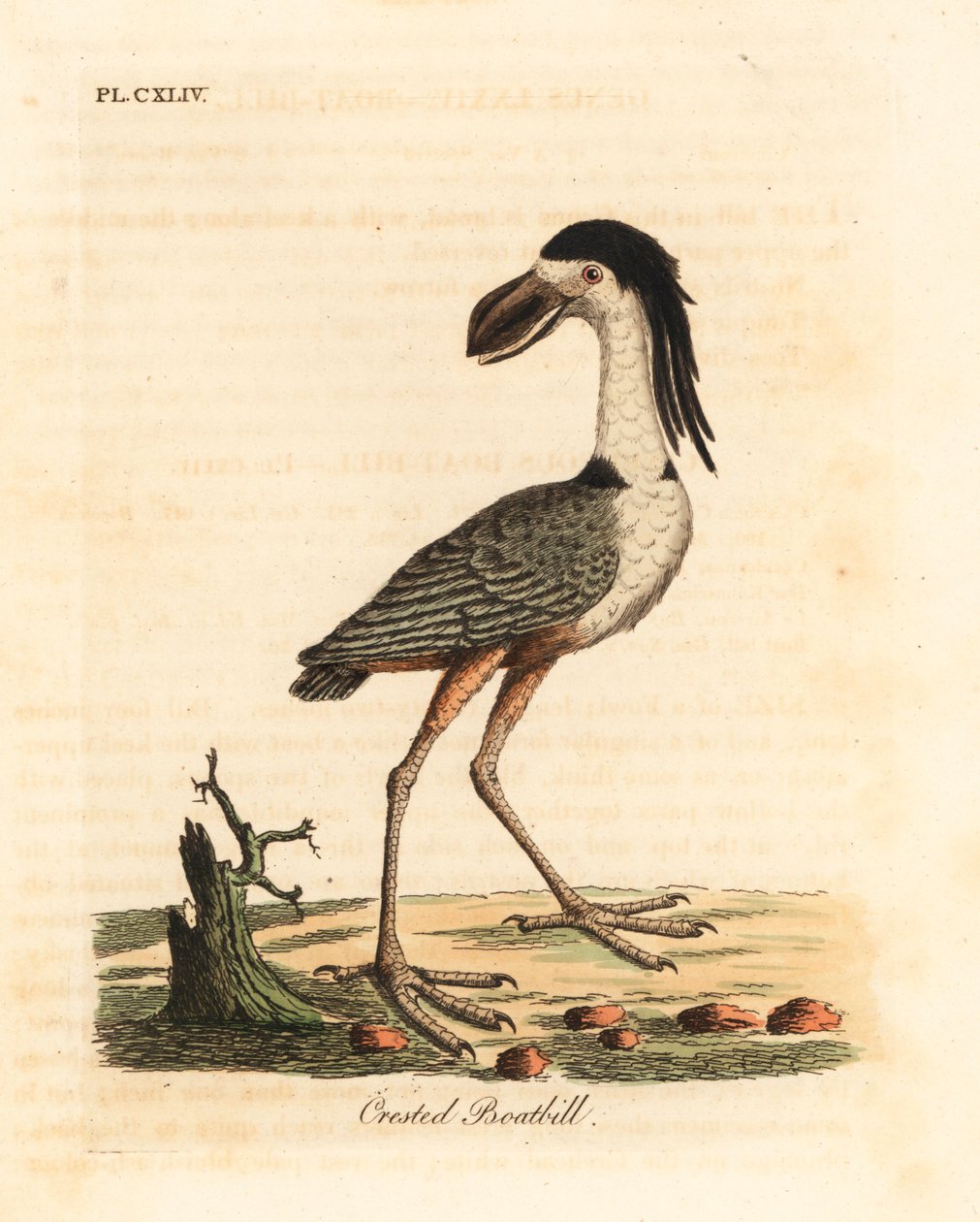 船嘴鹭，Cochlearius cochlearius (crested boatbill or cinereous boatbill, Cancroma cochlearia)。约翰-莱瑟姆根据他自己的《鸟类通史》绘制和雕刻的手绘铜版，温彻斯特 作者 约翰·莱瑟姆