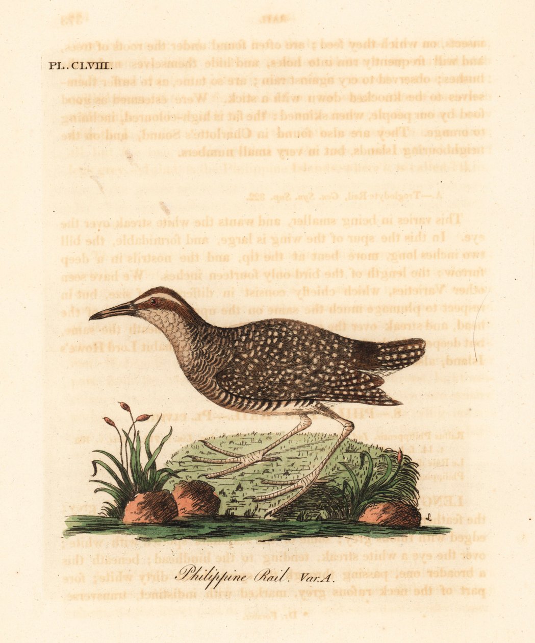 布夫带轨，Gallirallus philippensis（菲律宾轨，Rallus philippensis）。约翰-莱瑟姆根据他自己的《鸟类通史》绘制和雕刻的手绘铜版，温彻斯特 作者 约翰·莱瑟姆