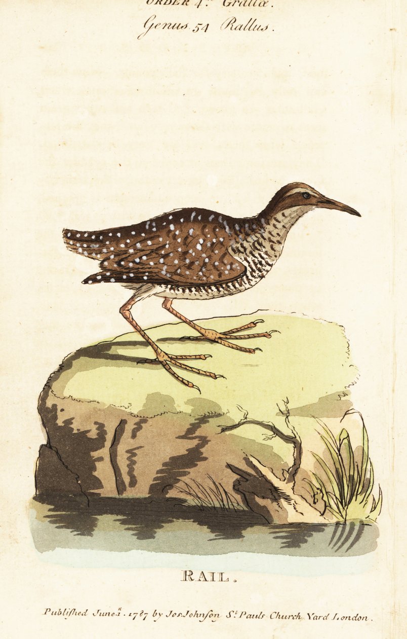 布夫带轨，Gallirallus philippensis 作者 约翰·莱瑟姆