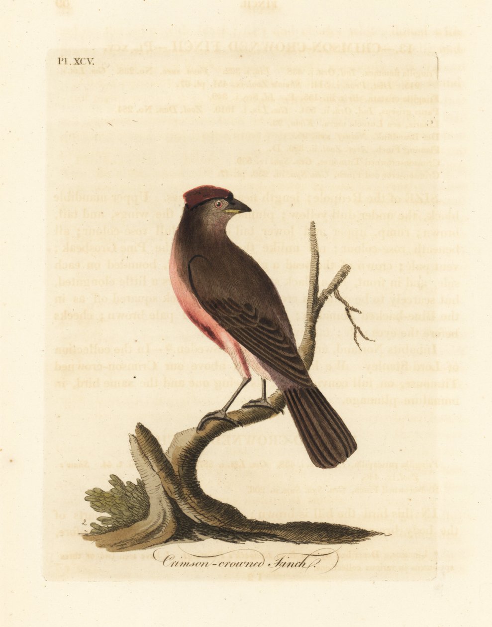 普通红雀，Carduelis flammea（绯红冠雀，Fringilla flammea）。约翰-莱瑟姆根据他自己的《鸟类通史》绘制和雕刻的手绘铜版，温彻斯特 作者 约翰·莱瑟姆