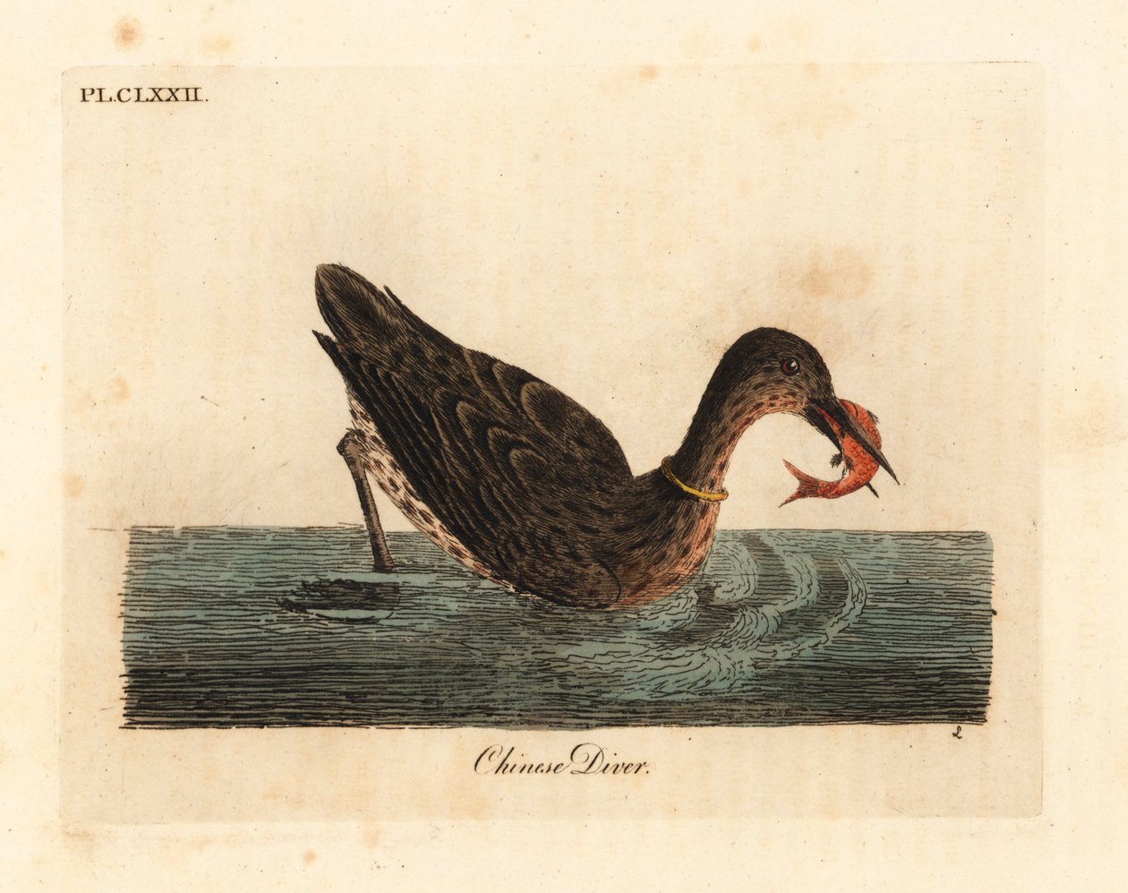 亚洲用于捕鱼的鸬鹚，可能是大鸬鹚，Phalacrocorax carbo，或日本鸬鹚，Phalacrocorax capillatus。(Chinese diver, Colymbus sinensis.) 由John Latham根据他自己的《A General Histo》绘制和雕刻的手绘铜版。 作者 约翰·莱瑟姆