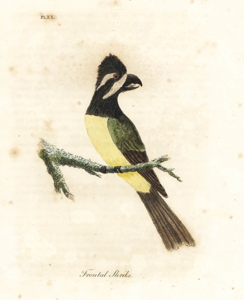 凤头鵙etit，Falcunculus frontatus（额叶鵙，Lanius frontatus）。约翰-莱瑟姆根据他自己的《鸟类通史》绘制和雕刻的手绘铜版，温彻斯特 作者 约翰·莱瑟姆