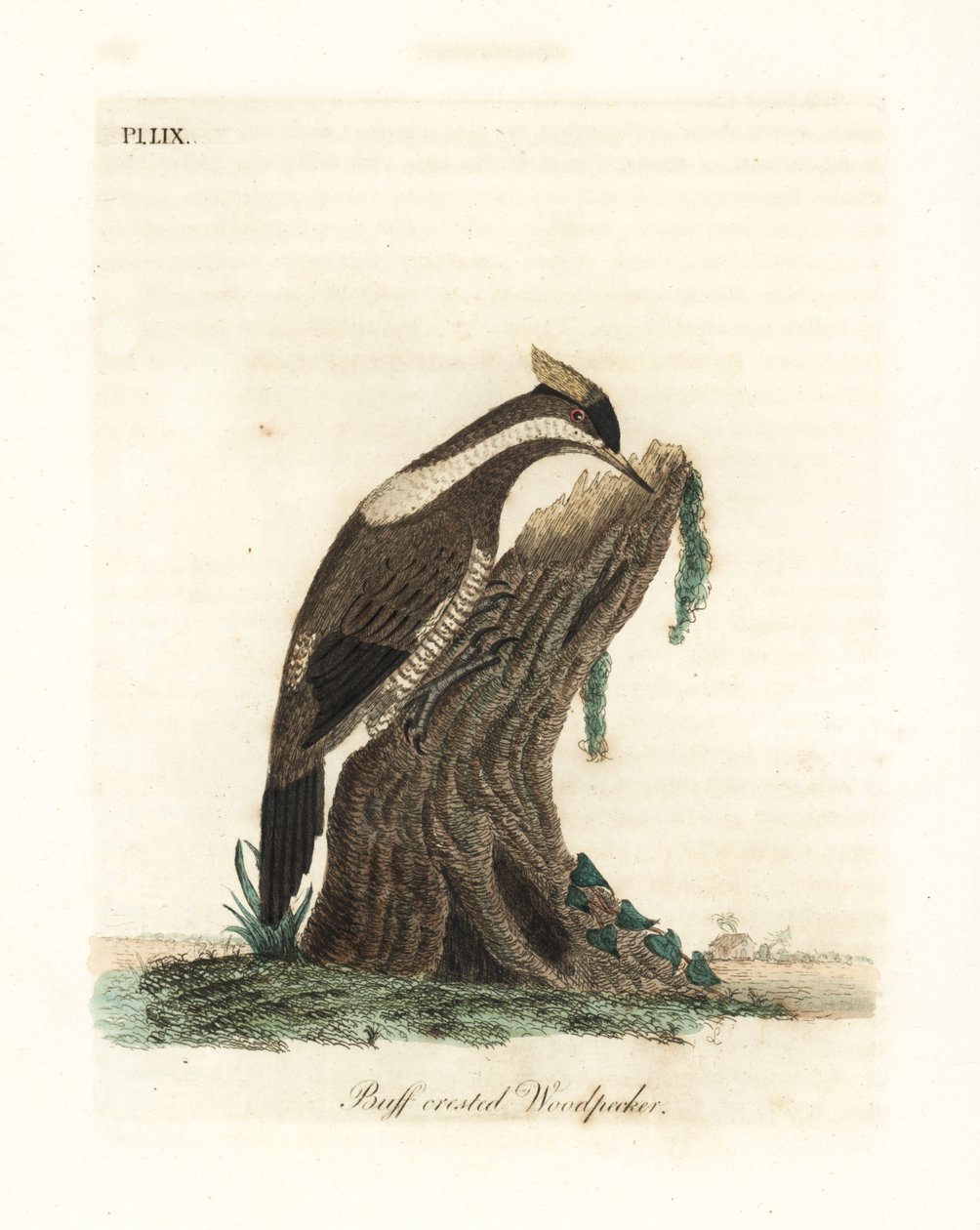 绯冠啄木鸟，Campephilus melanoleucos（水冠啄木鸟，Picus melanoleucus）。根据Leverian博物馆的一张皮制作。约翰-莱瑟姆根据他自己的《鸟类通史》绘制和雕刻的手绘铜版，温彻斯特 作者 约翰·莱瑟姆