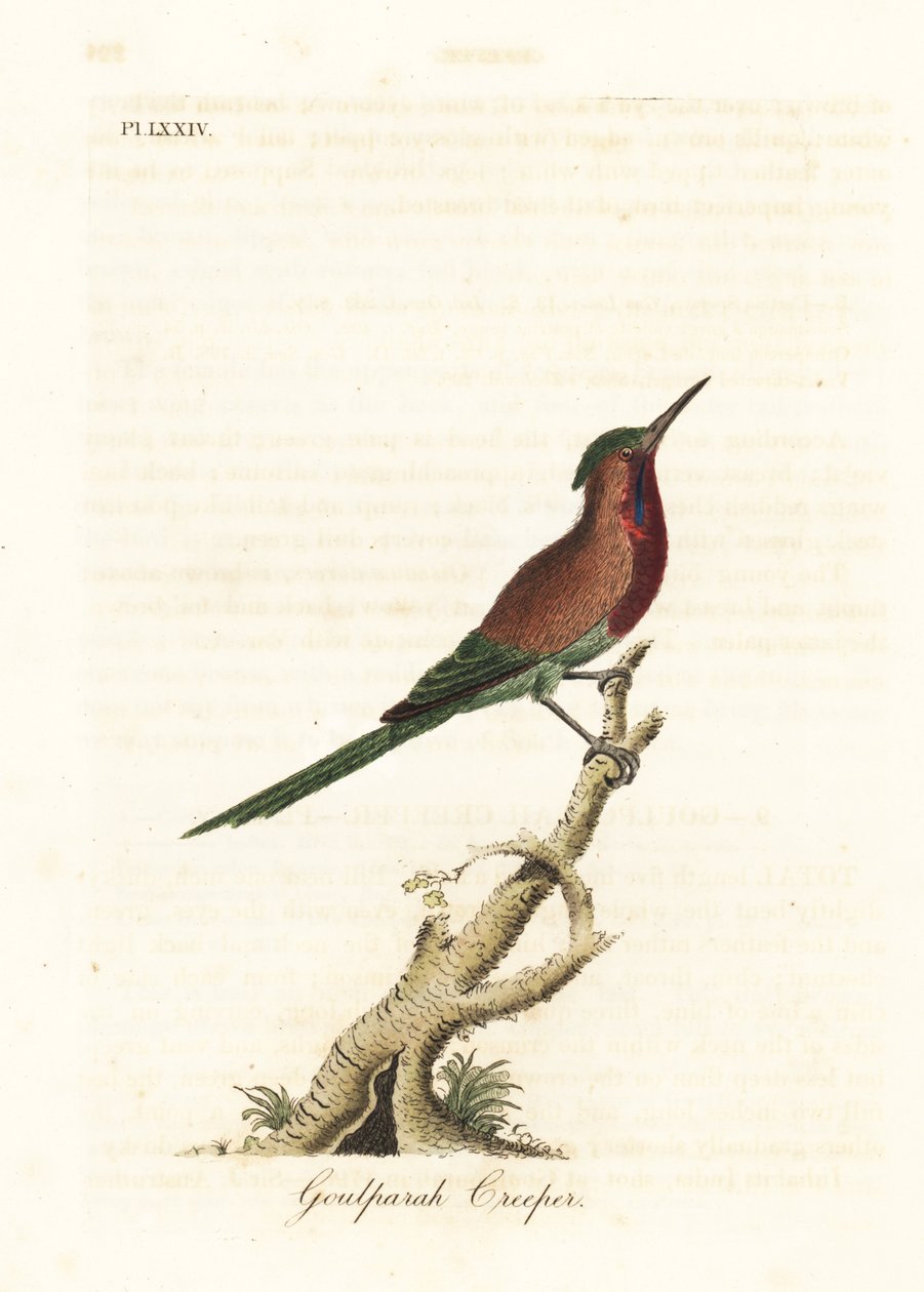 绯红太阳鸟，Aethopyga siparaja seheriae（Goulpourah爬山虎）。约翰-莱瑟姆根据他自己的《鸟类通史》绘制和雕刻的手绘铜版，温彻斯特 作者 约翰·莱瑟姆