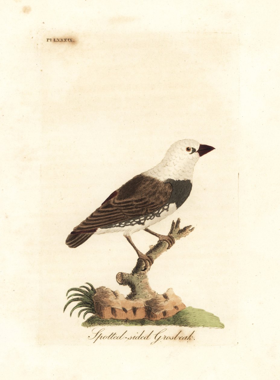 Diamond firetail, Stagonopleura guttata (Spotted-sided grosbeak, Fringilla leucocephala)。约翰-莱瑟姆根据他自己的《鸟类通史》绘制和雕刻的手绘铜版，温彻斯特 作者 约翰·莱瑟姆