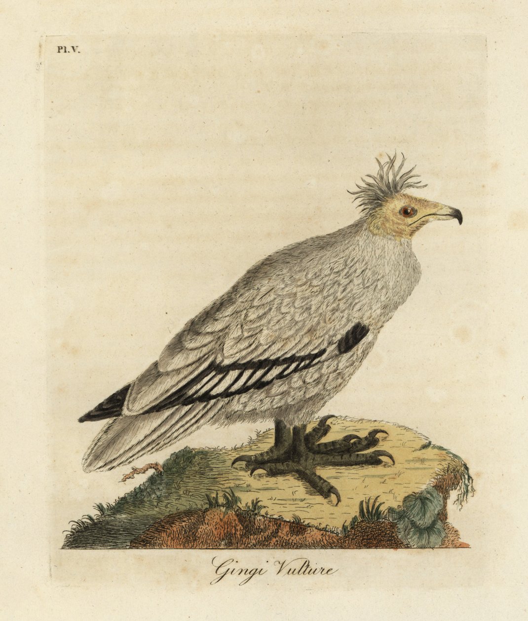 埃及秃鹫，Neophron percnopterus ginginianus.1824（雕刻） 作者 约翰·莱瑟姆