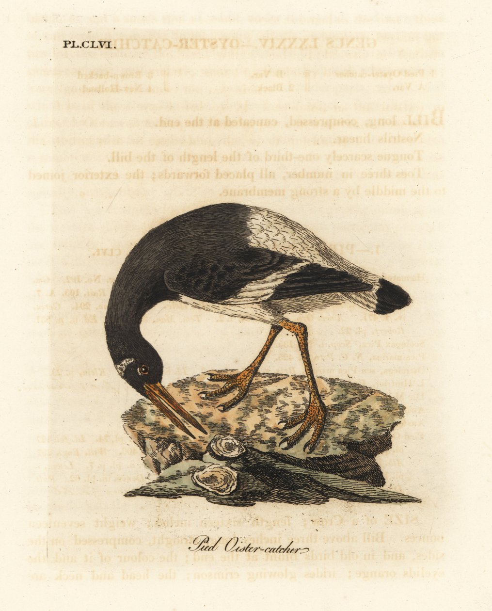 欧亚或足牡蛎，Haematopus ostralegus。约翰-莱瑟姆根据他自己的《鸟类通史》绘制和雕刻的手绘铜版，温彻斯特 作者 约翰·莱瑟姆