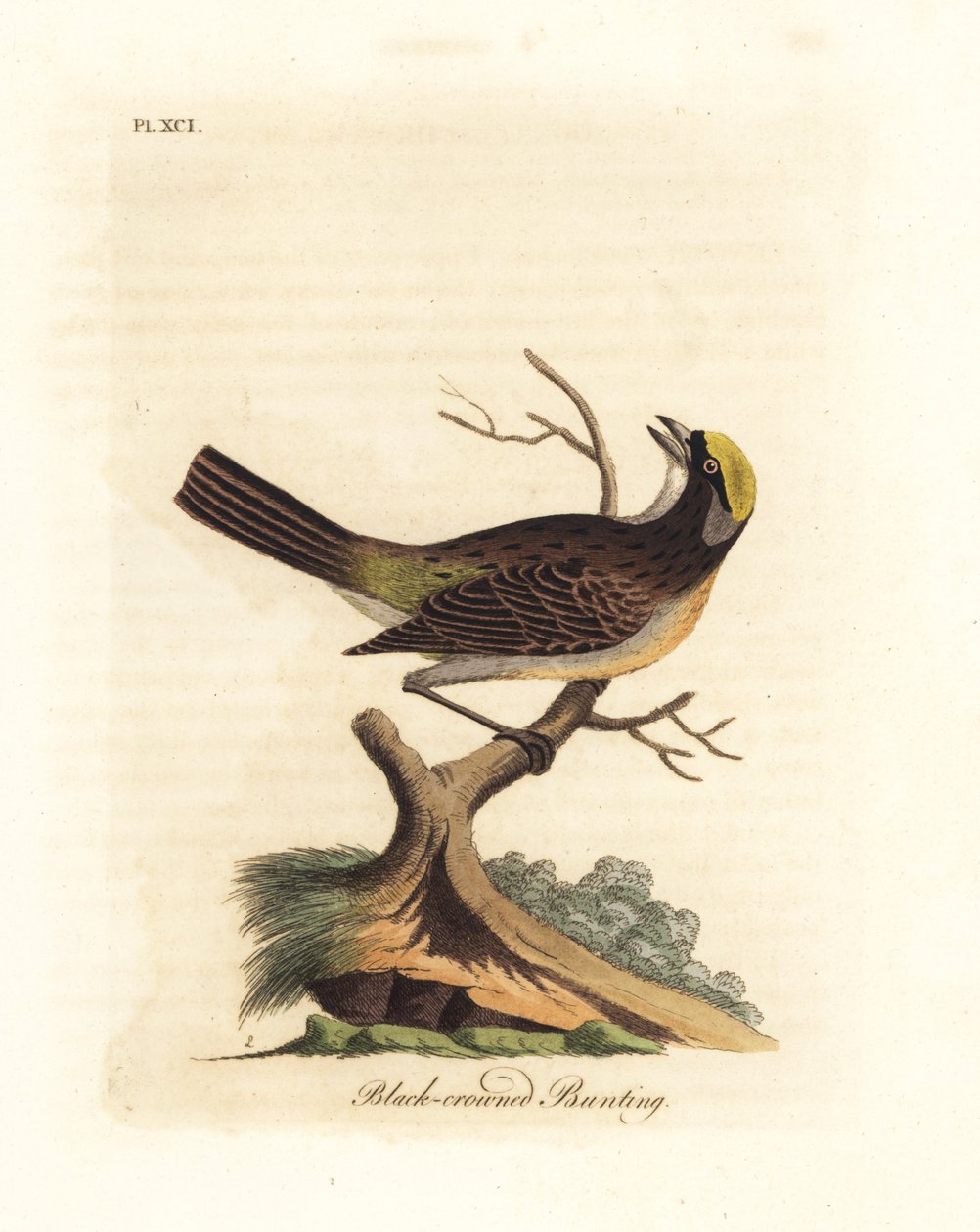 金冠雀，Zonotrichia atricapilla（黑冠雀，Emberiza atricapilla）。约翰-莱瑟姆根据他自己的《鸟类通史》绘制和雕刻的手绘铜版画，温彻斯特 作者 约翰·莱瑟姆