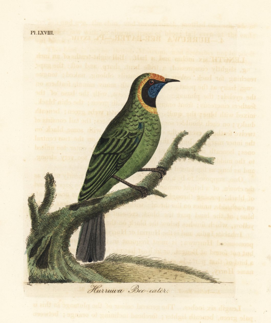 金锋叶鸟，Chloropsis aurifrons。(Hurruwa食蜂鸟，印度。)由John Latham根据他自己的《鸟类通史》绘制和雕刻的手绘铜版，温彻斯特。 作者 约翰·莱瑟姆