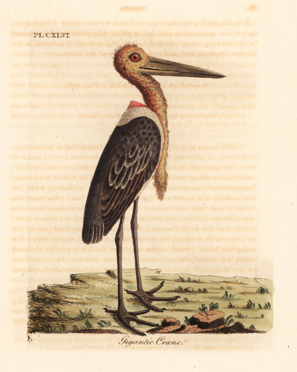 大副将，Leptoptilos dubious。濒临灭绝。(Gigantic crane, Ardea argala.) 由John Latham根据他自己的《鸟类通史》绘制和雕刻的手绘铜版，温彻斯特。 作者 约翰·莱瑟姆