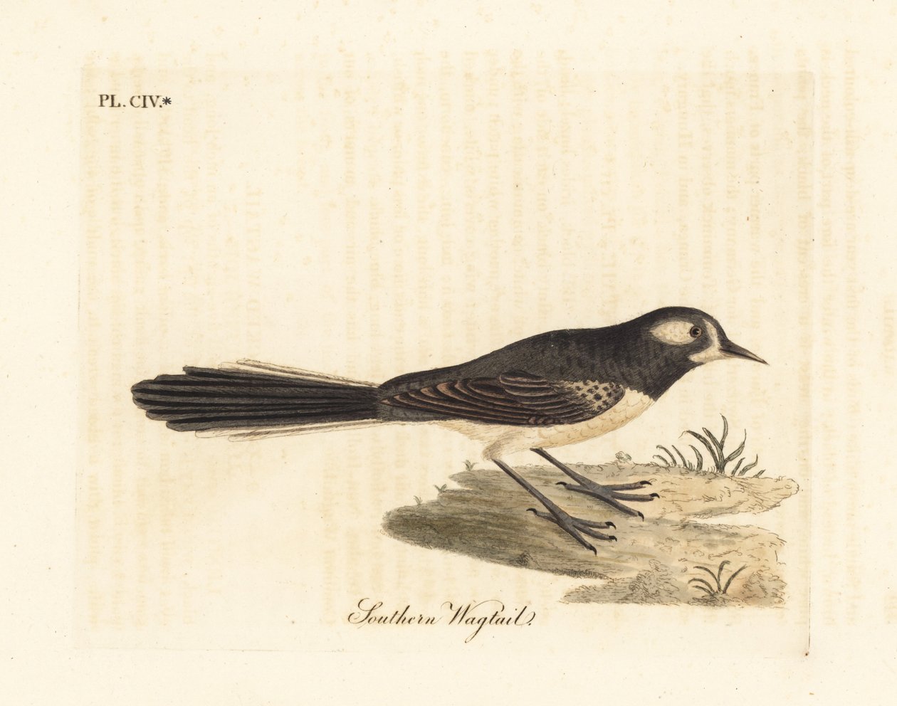 灰扇尾，Rhipidura albiscapa（南方鹡鸰，基于杰克逊港画家的画作）。约翰-莱瑟姆根据他自己的《鸟类通史》绘制和雕刻的手绘铜版，温彻斯特 作者 约翰·莱瑟姆